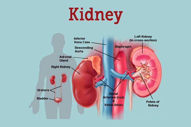 Một số sản phẩm thuốc đạm thận có hiệu quả tốt