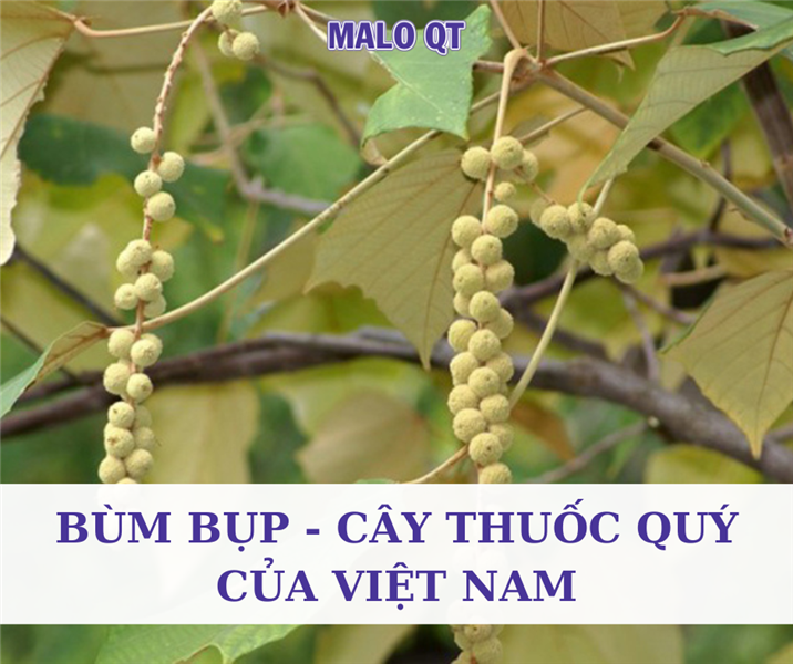 Bùm bụp - Cây thuốc quý của Việt Nam có thể ngừa ung thư