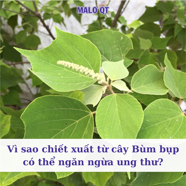 Vì sao chiết xuất từ cây Bùm bụp có thể ngăn ngừa Ung thư?