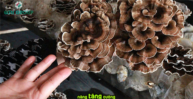 Nấm Vân Chi: Tăng cường miễn dịch tốt thế nào mà Đông y lẫn y học hiện đại đều công nhận?