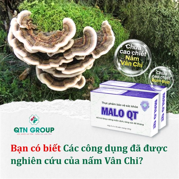 Loại nấm có nhiều công dụng, người Việt không biết mà dùng