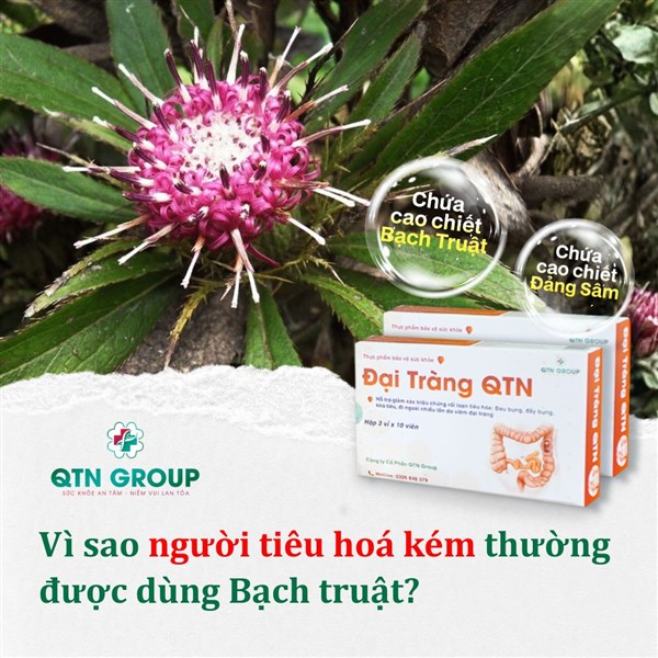Bạch truật: Cứu tinh cho người có đường tiêu hóa kém