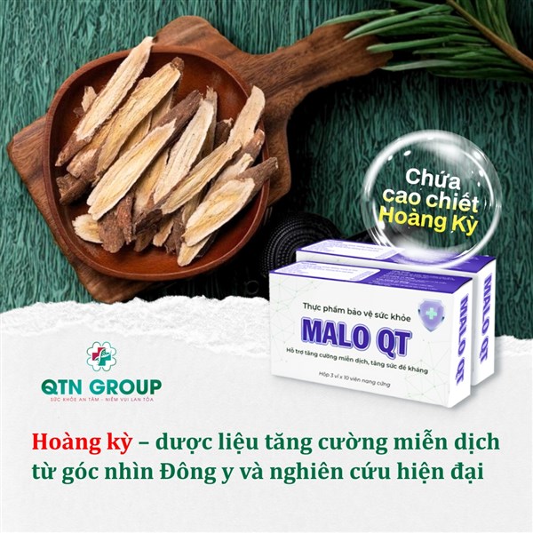 Hoàng kỳ: Thuốc quý trong Đông y lẫn y học hiện đại