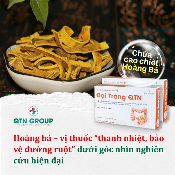 Hoàng bá: Vị thuốc "thanh nhiệt, bảo vệ đường ruột" dưới góc nhìn nghiên cứu hiện đại