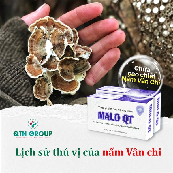 Lịch sử của Nấm Vân chi